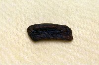 藏品(碎骨片)的圖片